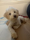 Poppy