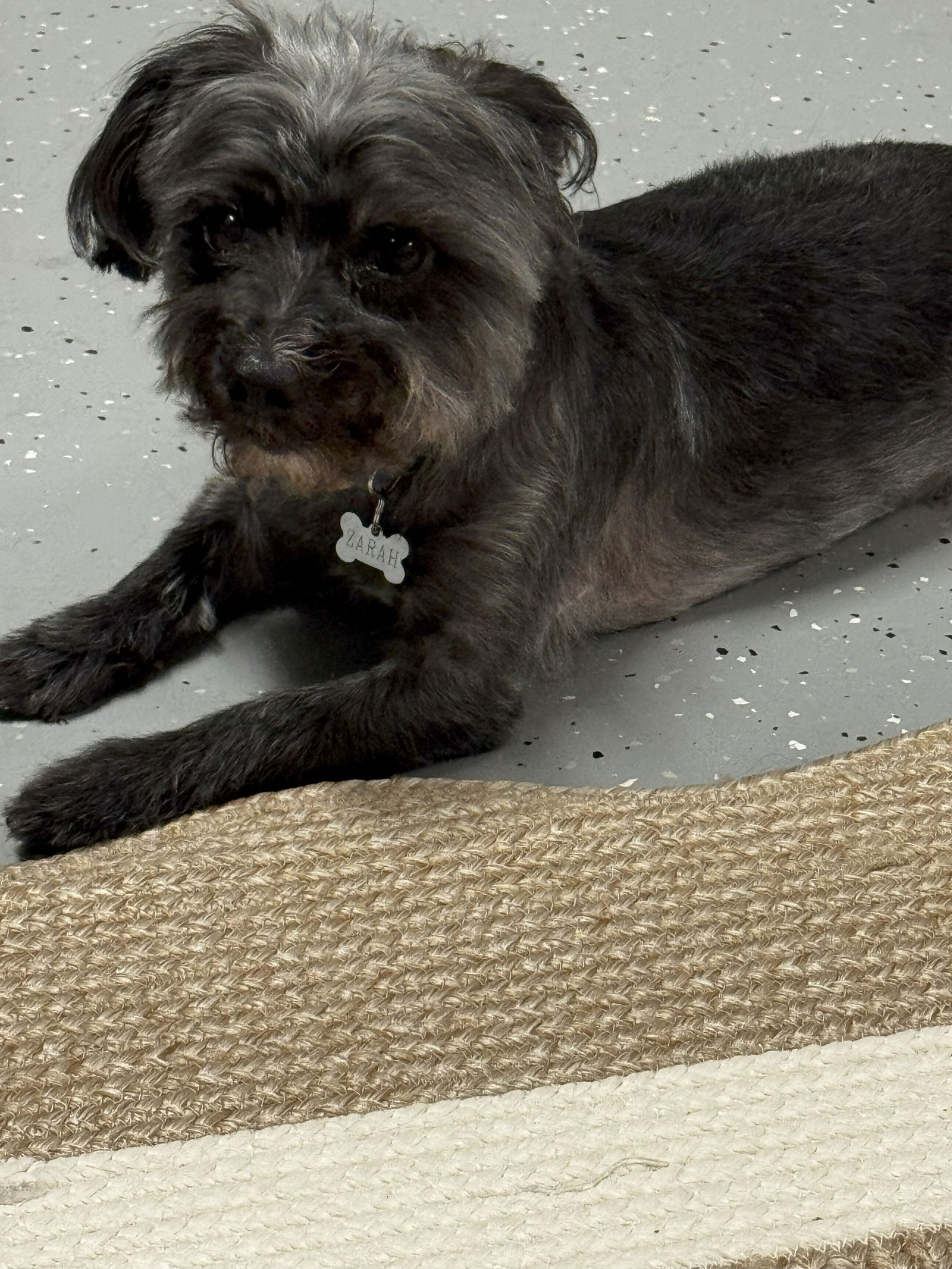 adoptable Dog in Valrico, FL named Zarah