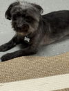 adoptable Dog in valrico, FL named Zarah