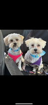 Zoe & Chloe (Bonded Pair)