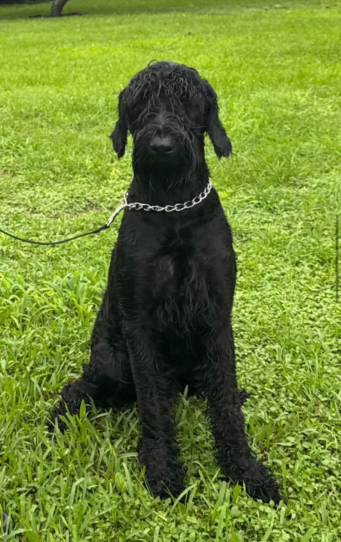 adoptable Dog in Valrico, FL named Shadow