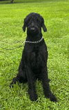 adoptable Dog in valrico, FL named Shadow