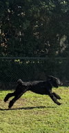 Shadow