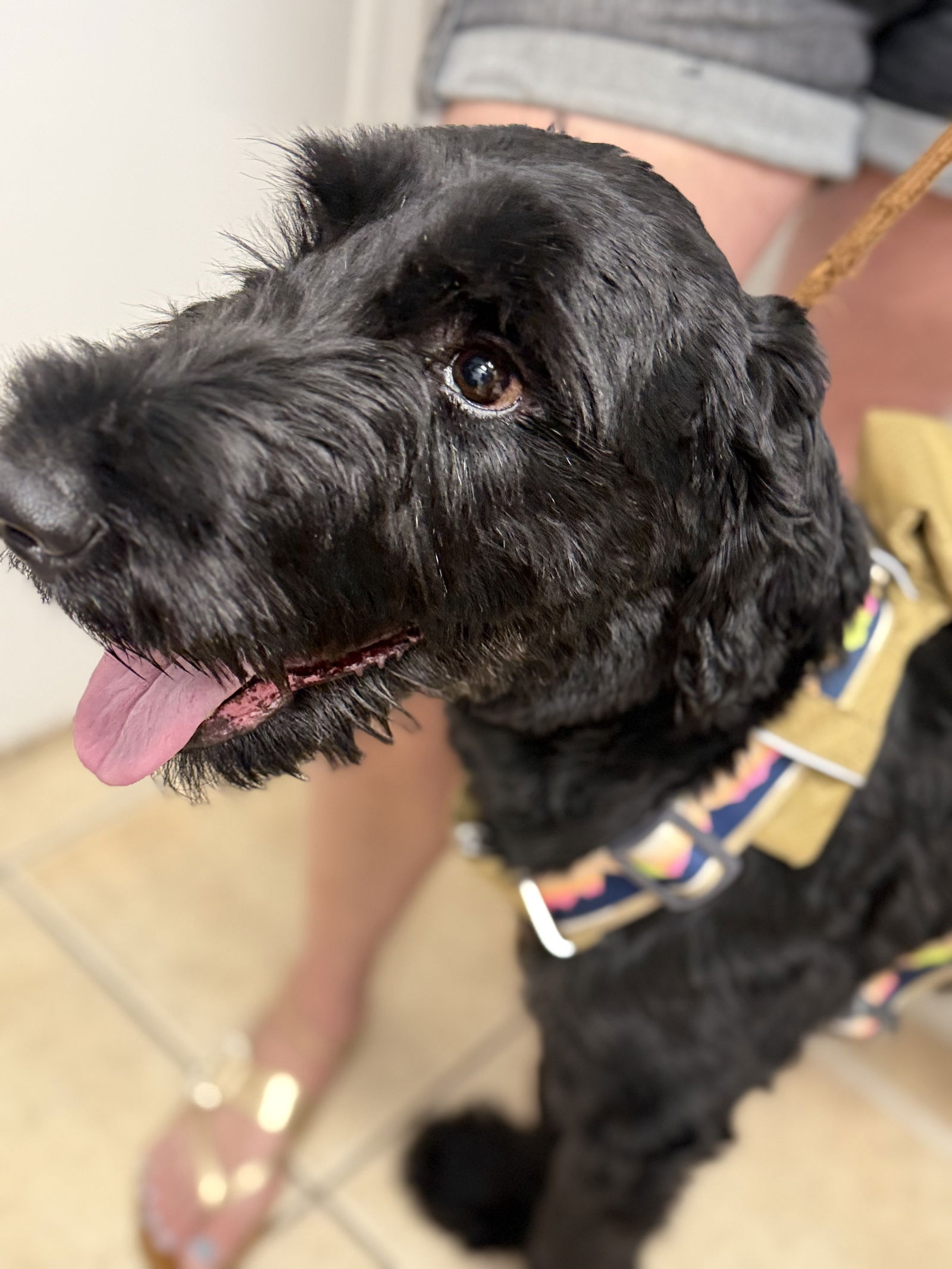 adoptable Dog in Valrico, FL named Peaches