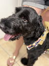 adoptable Dog in  named Peaches