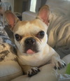 adoptable Dog in  named Penelope