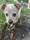 adoptable Dog in valrico, FL named Tennille