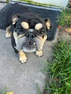 adoptable Dog in  named Cinnamon Roll