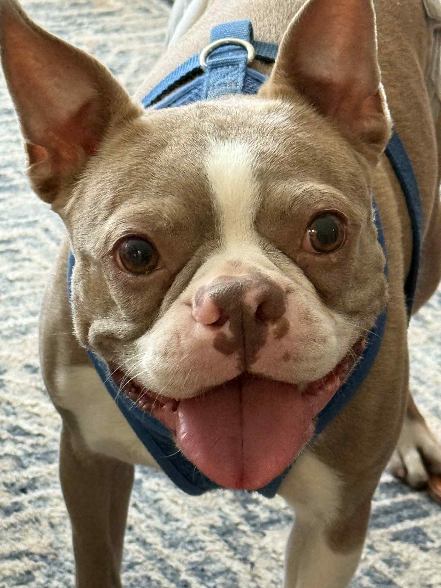 adoptable Dog in Valrico, FL named Rusty