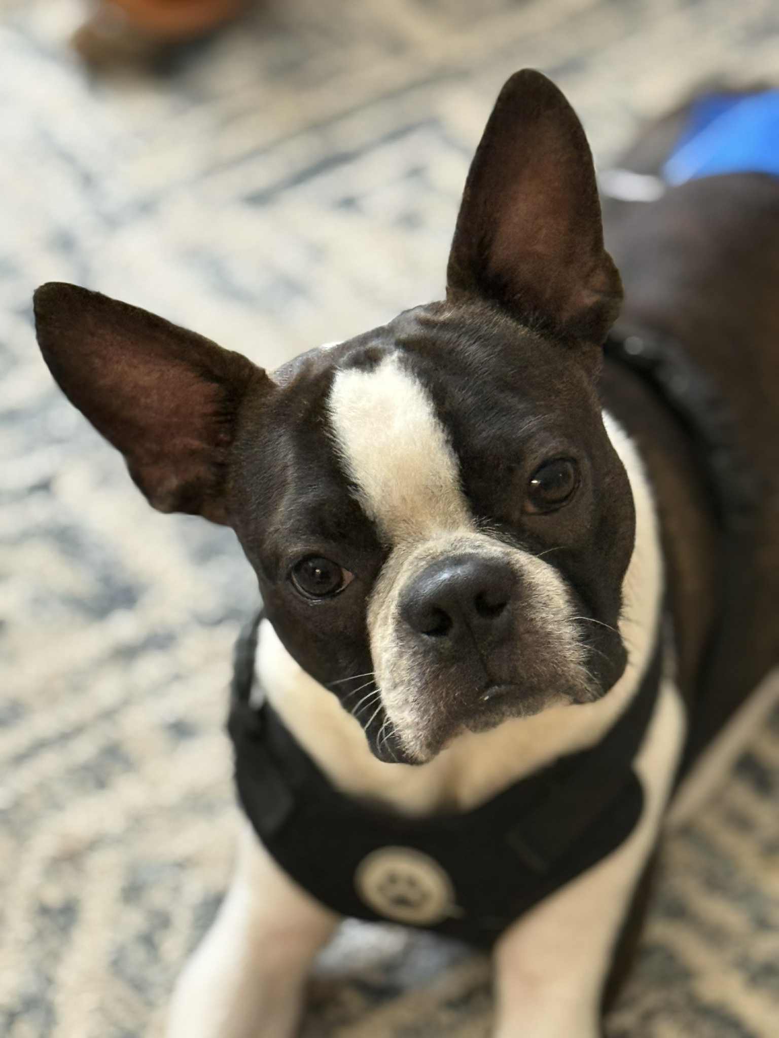 adoptable Dog in Valrico, FL named Joey