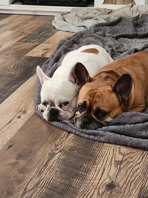 Doja & Jameson bonded pair