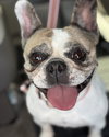 Bonnie