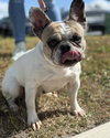 Bonnie
