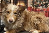 London Aussie