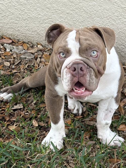 Jovi
