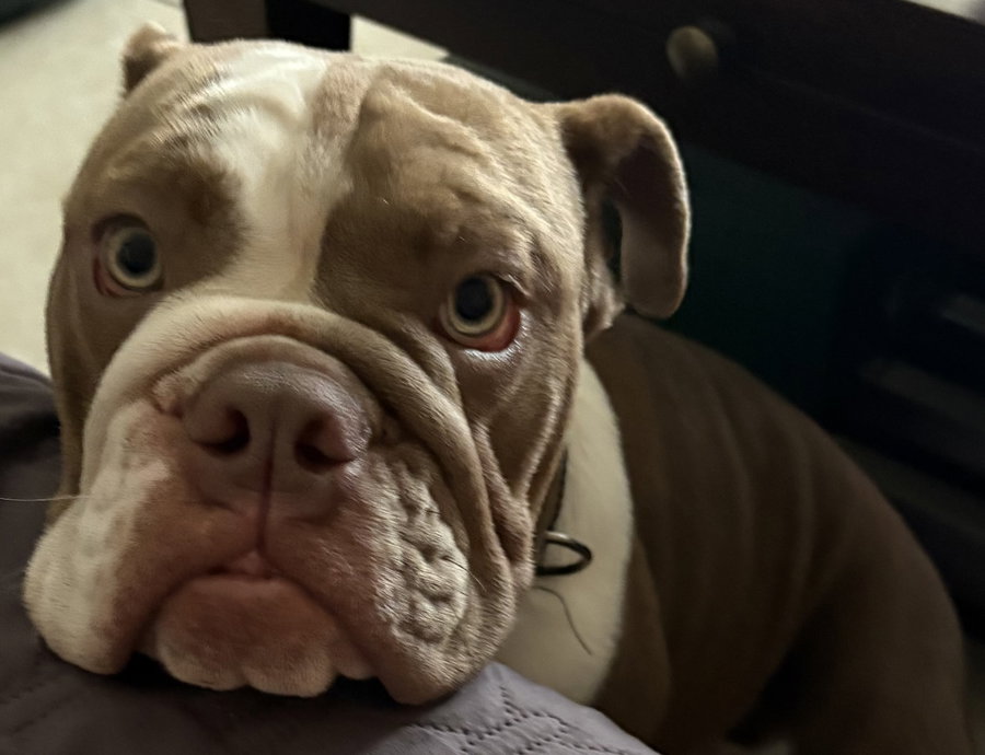 Jovi