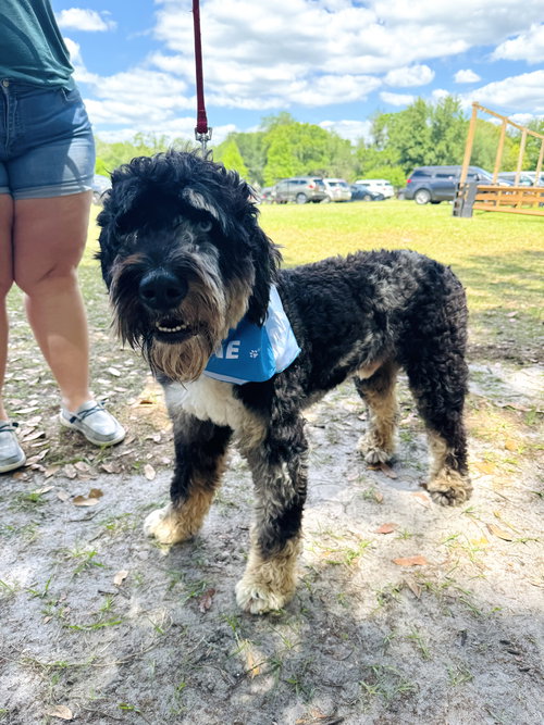 Dakota, an adoptable Bernese Mountain Dog in Valrico, FL
