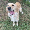 Piper