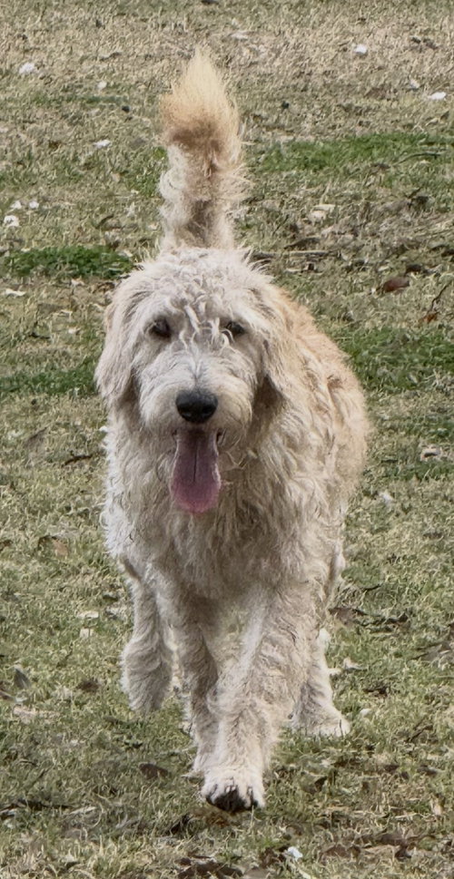 Poseidon, an adoptable Poodle in Valrico, FL