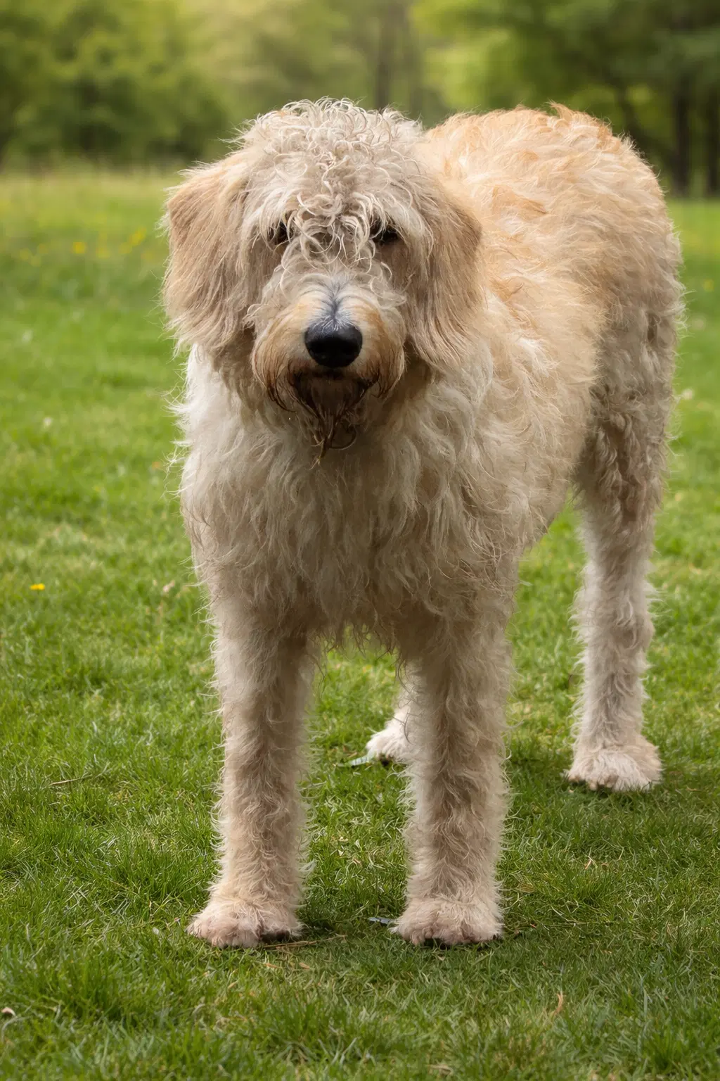 Poseidon - Poodle (Standard)