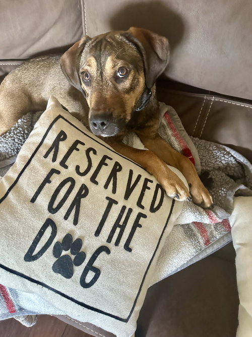 Rio, an adoptable Hound in Valrico, FL