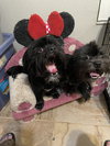 Teddy & Bear 2