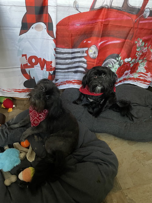Teddy & Bear 2, an adoptable Shih Tzu in Valrico, FL