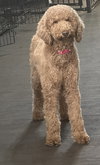 Abbi