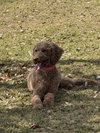 Abbi