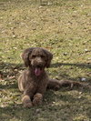 Abbi