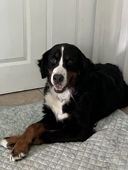 Maven, an adoptable Bernese Mountain Dog in Valrico, FL