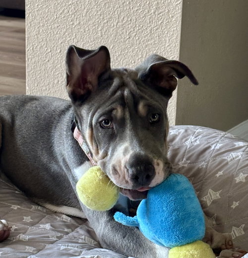 Roulette, an adoptable Great Dane in Valrico, FL