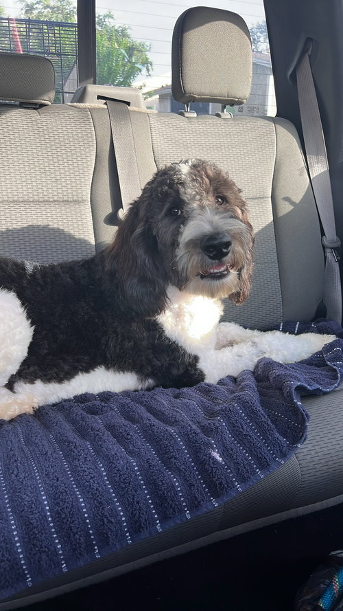 Pongo Dood, an adoptable Poodle in Valrico, FL