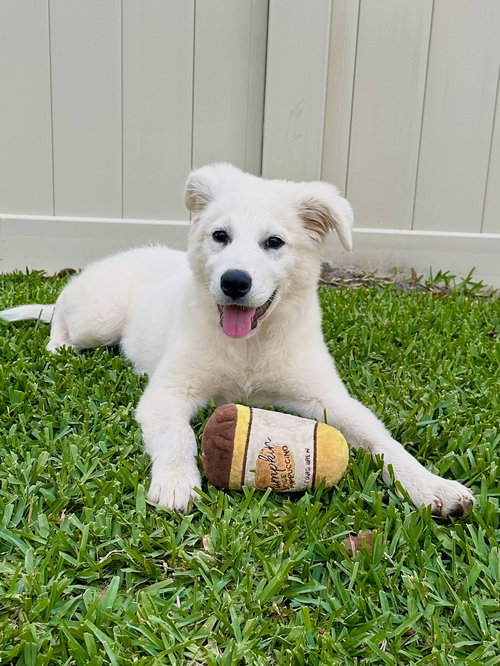 Sir Edmund, an adoptable Great Pyrenees in Valrico, FL