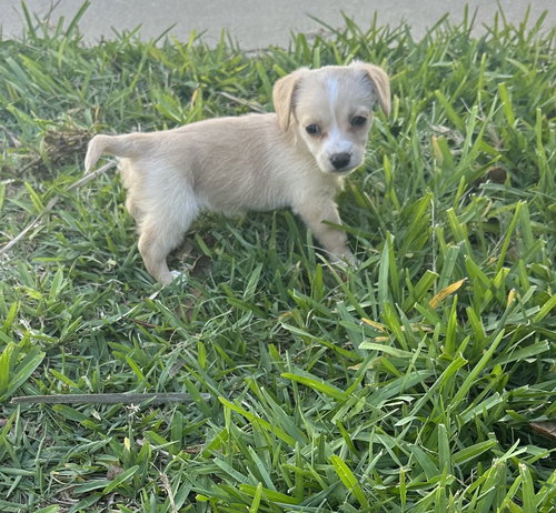 Polly, an adoptable Yorkshire Terrier Yorkie in Valrico, FL