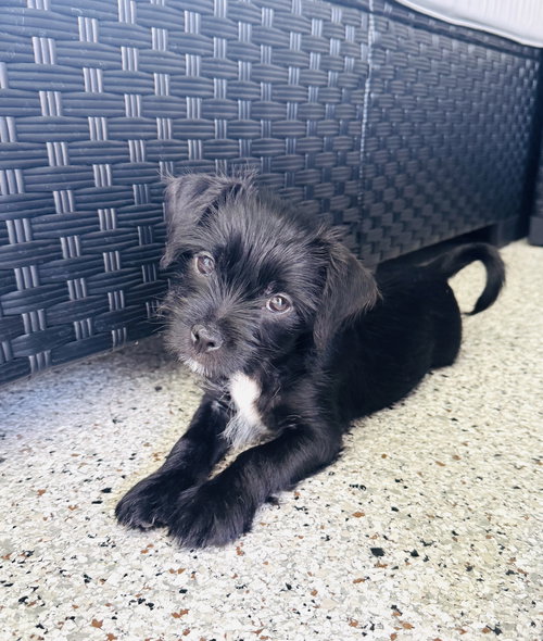 Hopper, an adoptable Shih Tzu in Valrico, FL