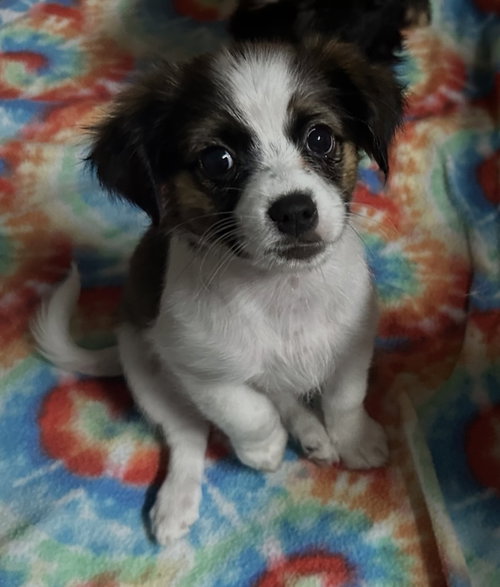 Honeybee, an adoptable Cavalier King Charles Spaniel in Valrico, FL