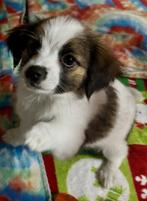 Ladybug, an adoptable Cavalier King Charles Spaniel in Valrico, FL