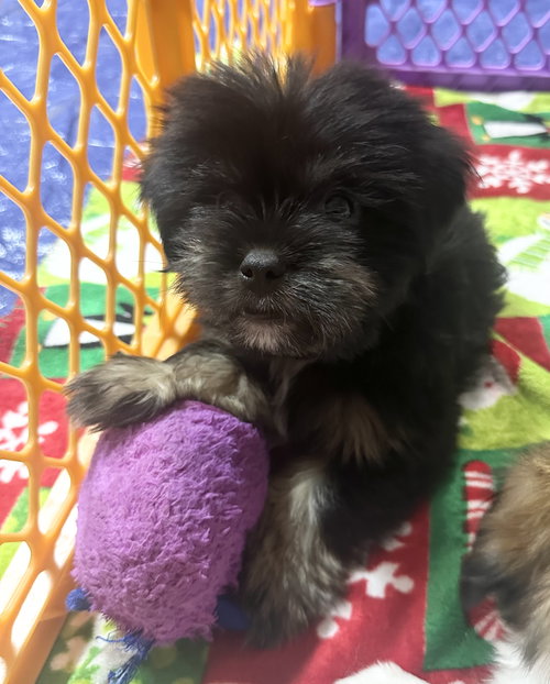 Buzz, an adoptable Cavalier King Charles Spaniel in Valrico, FL