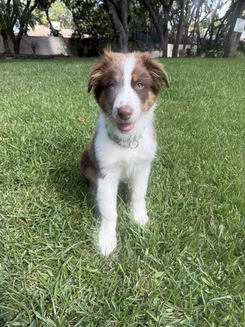 Ronnie, an adoptable Australian Shepherd in Valrico, FL