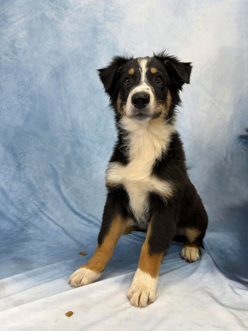 Ray Ray, an adoptable Australian Shepherd in Valrico, FL
