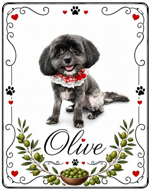 Olive Oyl, an adoptable Shih Tzu in Valrico, FL