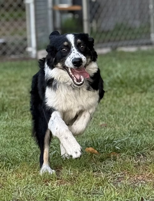 Aspen Aussie, an adoptable Australian Shepherd in Valrico, FL