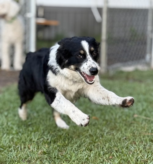 Aspen Aussie photo 6