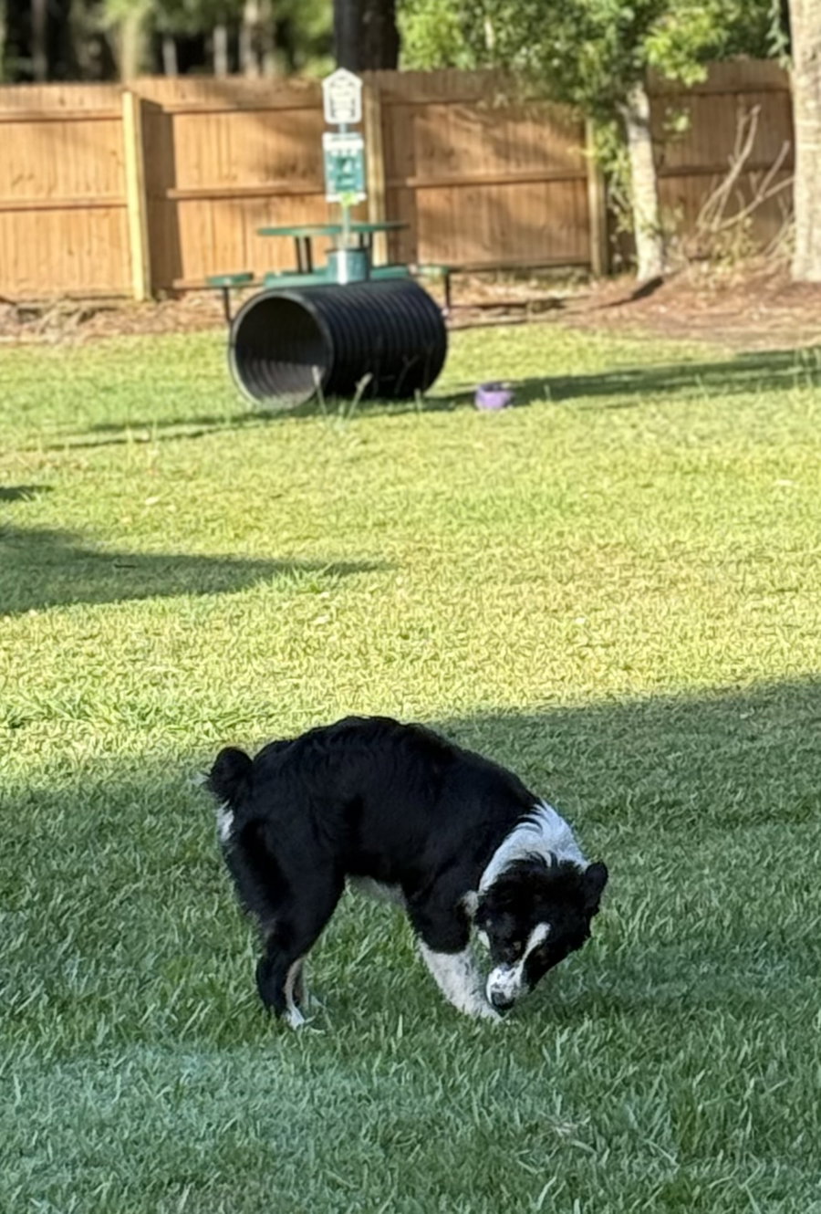 Aspen Aussie