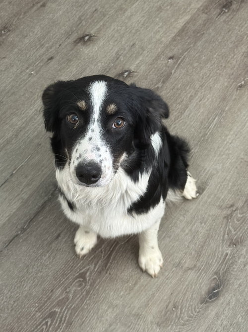 Aspen Aussie