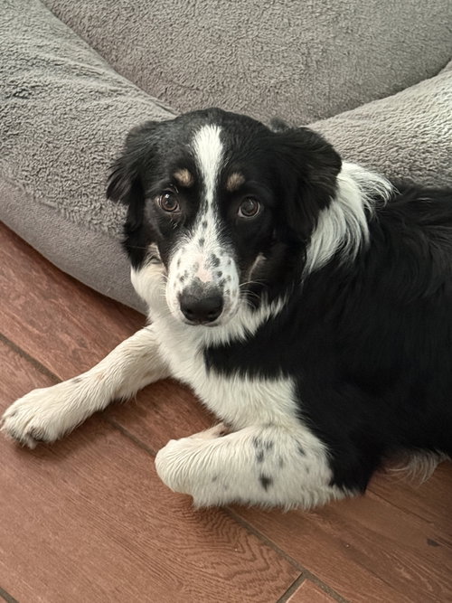 Aspen Aussie photo 2