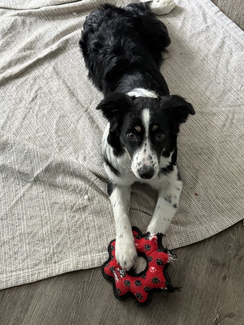 Aspen Aussie photo 3