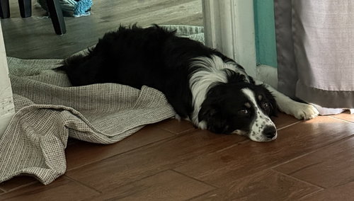 Aspen Aussie photo 4