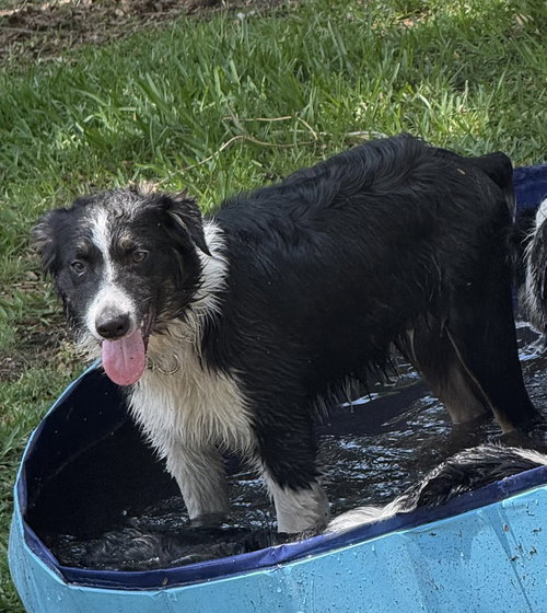 Summit, an adoptable Australian Shepherd in Valrico, FL